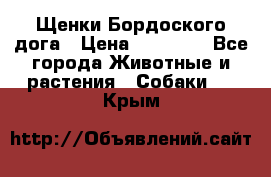 Щенки Бордоского дога › Цена ­ 60 000 - Все города Животные и растения » Собаки   . Крым